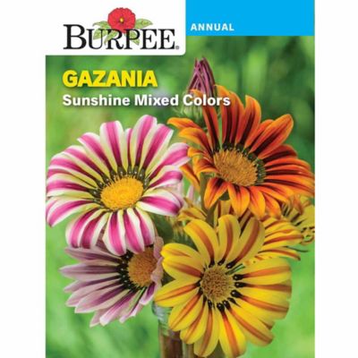 Burpee Flower, Annual, Gazania Sunshine Mixed Colors Seeds