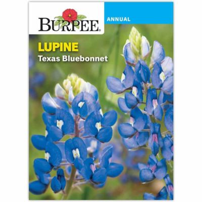 Burpee Flower, Annual, Lupine Texas Bluebonnet Seeds