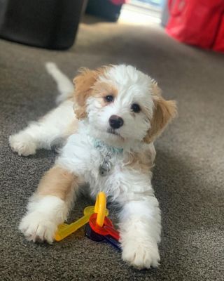 Image showing  Puppy Teething Keys