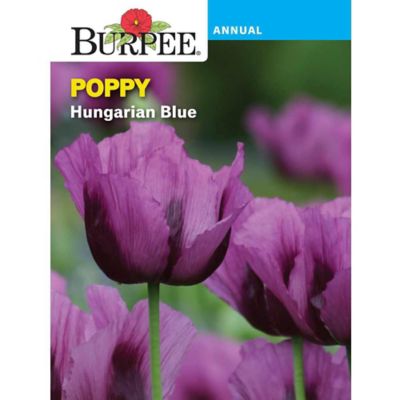 Burpee Flower, Heirloom, Poppy Hungarian Blue Seeds