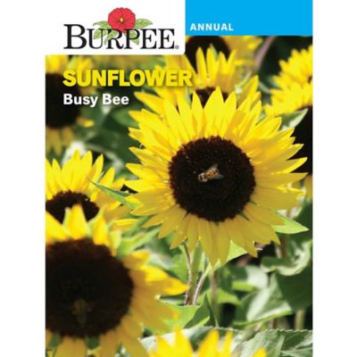 Burpee Flower, Annual, Sunflower Busy Bee Seeds