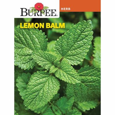 Burpee Herb, Lemon Balm Seeds