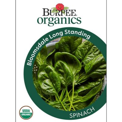 Burpee Vegetable, Organic, Spinach Bloomsdale Long Standing Seeds