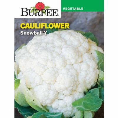 Burpee Vegetable, Heirloom, Cauliflower Snowball Y Seeds