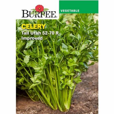 Burpee Vegetable, Heirloom, Celery Tall Utah 52-70 R Improved Seeds
