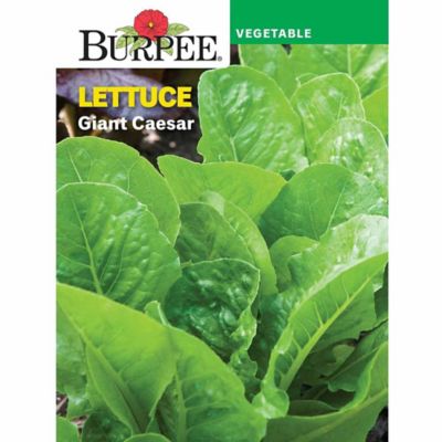 Burpee Vegetable, Lettuce, Romaine Giant Caesar Seeds