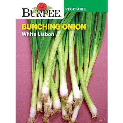 Burpee Vegetable, Heirloom, Onion, Bunching White Lisbon Seeds