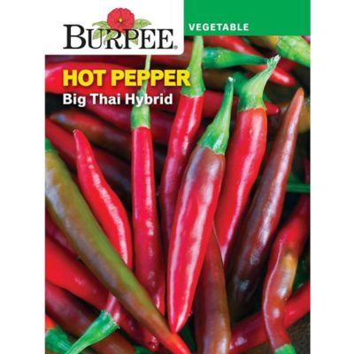 Burpee Vegetable, Pepper, Hot Big Thai Hybrid Seeds
