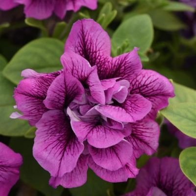 8 in. Petunia Premium