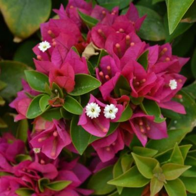 10 in. Bougainvillea, Odyssey
