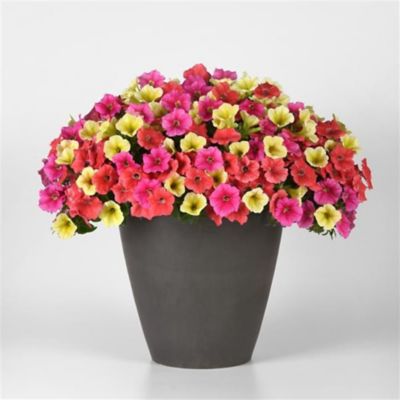 Image showing 10 in. Combo