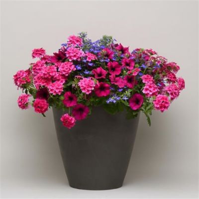 Image showing 10 in. Combo