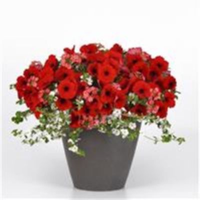 Image showing 10 in. Combo