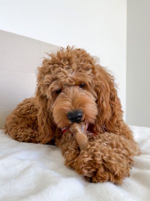 Image showing  Bacon Healthy Edibles, 2 Pack