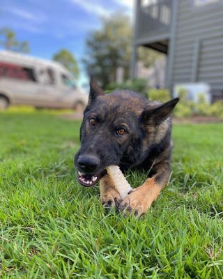 Image showing  Dura Chew Original Souper