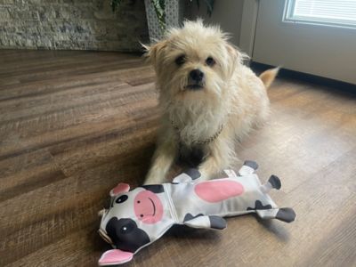 Image showing  Cow Pig & Donkey Bite Proof Squeaker Ruffhouse Pet Toys 3 ct.