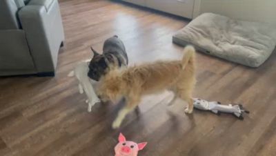 Image showing  Cow Pig & Donkey Bite Proof Squeaker Ruffhouse Pet Toys 3 ct.