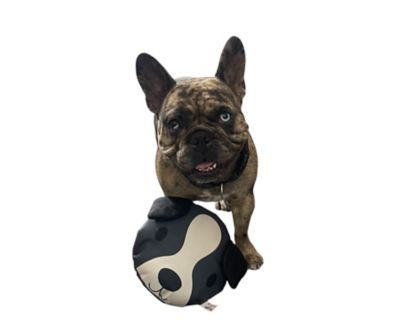 Image showing  Dog and Cat Bite Proof Squeaker Disc Ruffhouse Toys, 2 ct.