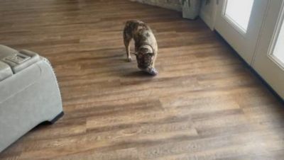 Image showing  Dog and Cat Bite Proof Squeaker Disc Ruffhouse Toys, 2 ct.