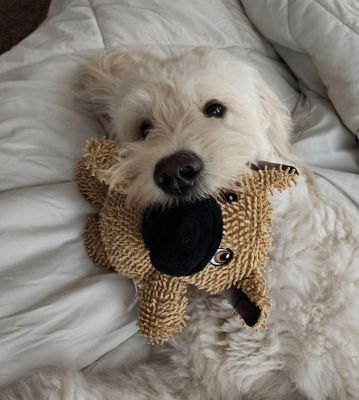 Image showing  Dog Squeaker Ball Ruffhouse Pet Toy - Bite Proof Balls - Durable Chew & Fetch Toy for Dogs and other Pets