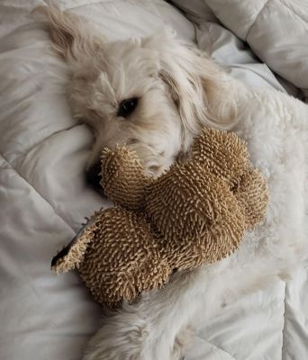 Image showing  Dog Squeaker Ball Ruffhouse Pet Toy - Bite Proof Balls - Durable Chew & Fetch Toy for Dogs and other Pets