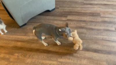 Image showing  Dog Squeaker Ball Ruffhouse Pet Toy - Bite Proof Balls - Durable Chew & Fetch Toy for Dogs and other Pets