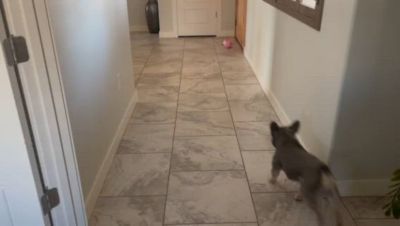 Image showing  Durable Interactive Fetch and Play Pig Soccer Ball