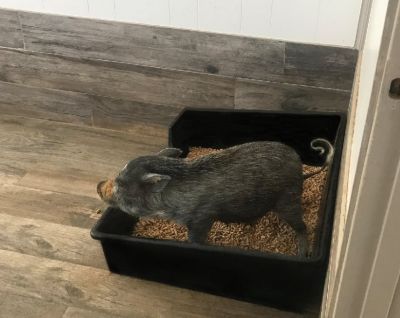 Image showing  Pig Bundle Starter Pack Pet Toys