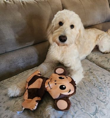 Image showing  Monkey Giraffe & Meerkat Ruffhouse Squeaker Toys, Bite Proof Large Squeakers, for Dogs & Other Pets, 3 ct.