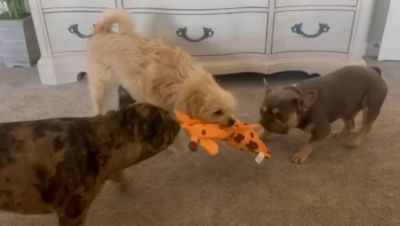 Image showing  Monkey Giraffe & Meerkat Ruffhouse Squeaker Toys, Bite Proof Large Squeakers, for Dogs & Other Pets, 3 ct.