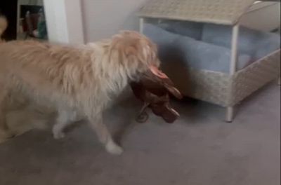 Image showing  Monkey Giraffe & Meerkat Ruffhouse Squeaker Toys, Bite Proof Large Squeakers, for Dogs & Other Pets, 3 ct.