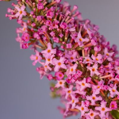 Image showing  2 Gal. Trippy Pink Buddleia Shrub