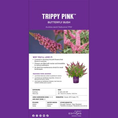 Image showing  2 Gal. Trippy Pink Buddleia Shrub