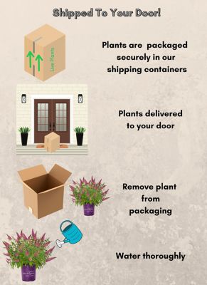 Image showing 6 th First Editions 2 gal. Trippy Pink Buddleia Shrub