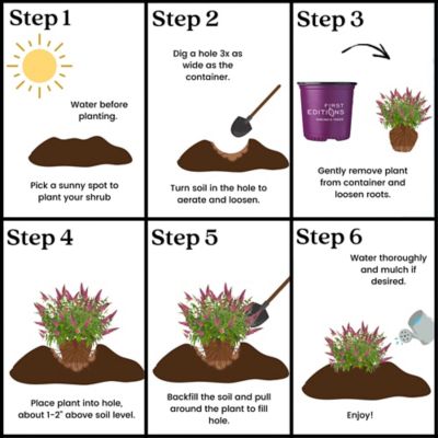 Image showing 7 th First Editions 2 gal. Trippy Pink Buddleia Shrub