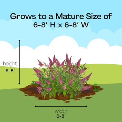 Image showing 8 th First Editions 2 gal. Trippy Pink Buddleia Shrub