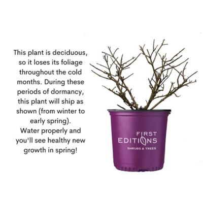 Image showing 9 th First Editions 2 gal. Trippy Pink Buddleia Shrub