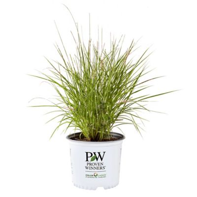 Proven Winners 2 Gal. Prairie Winds Apache Rose Grass