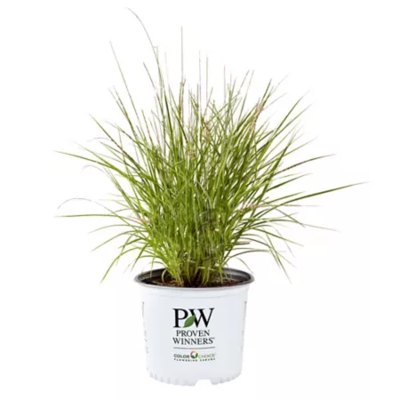 Proven Winners 2 Gal Prairie Winds Apache Rose Grass Perennials