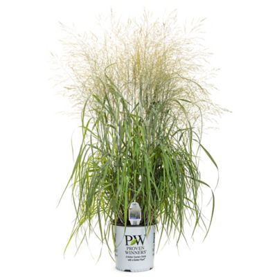 Proven Winners 2 Gal. Prairie Winds Niagara Falls Grass