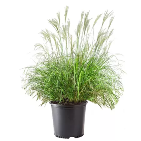 2.25 gallons Miscanthus Adagio Herb Perennials