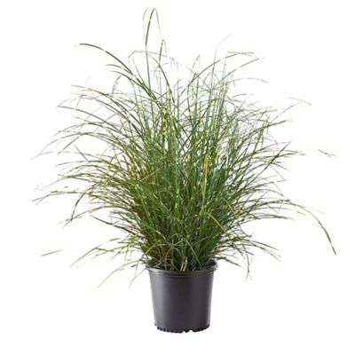 2.25 gal. Potted Little Zebra Miscanthus Grass