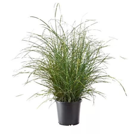 2.25 gallons Miscanthus Grass Little Zebra Perennials