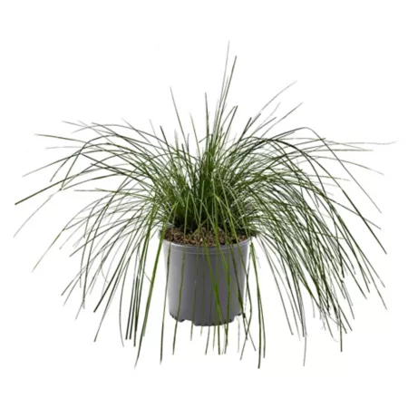 2.25 gallons White Muhly Grass Plant Perennials