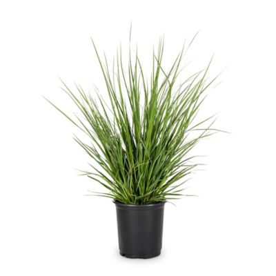 2.25 gal. White Pampass Grass Plant