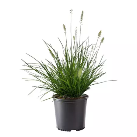 2.25 gallons Hameln Fountain Grass Perennials