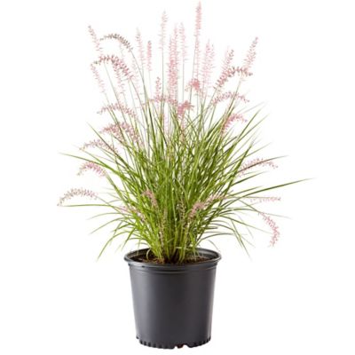 2.25 gal. Karley Rose Fountain Grass Plant