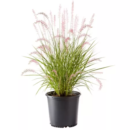 2.25 gallons Karley Rose Fountain Grass Perennials