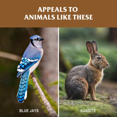 Image showing  Wild Life Block, 20 lb.