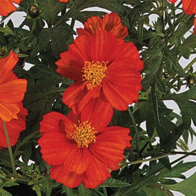 Image showing 2 th 6.5 in. Cosmos